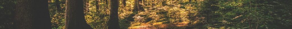 Spectacle de contes sensoriels - Voix des forêts